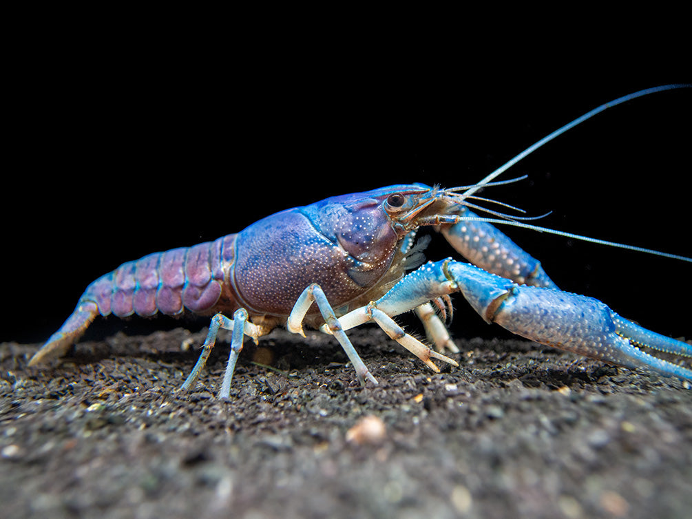 Electric Blue Crayfish (Procambarus alleni)- Tank-Bred!