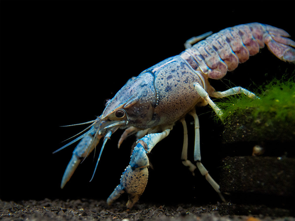 Electric Blue Crayfish (Procambarus alleni)- Tank-Bred!