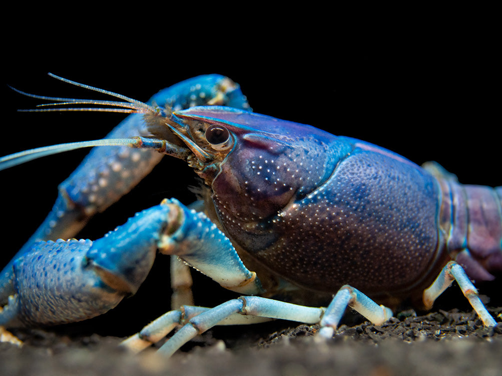 Electric Blue Crayfish (Procambarus alleni)- Tank-Bred!