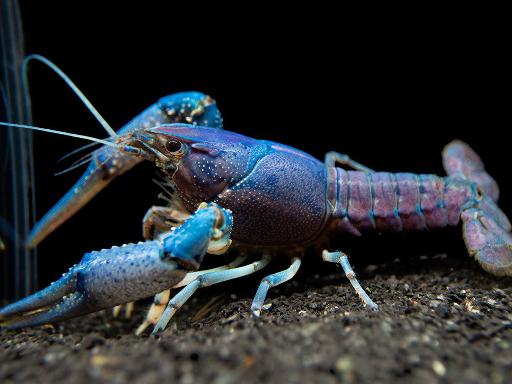 Electric Blue Crayfish (Procambarus alleni)- Tank-Bred!