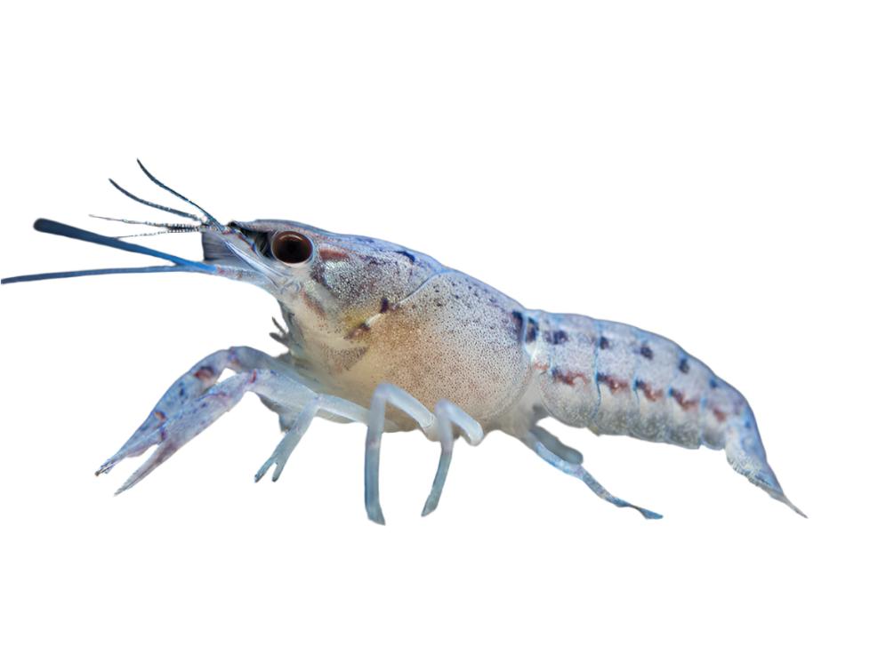 Pair Electric Blue Crayfish - Male & Female Live Freshwater Aquarium Pets
