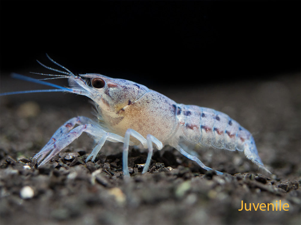 Electric Blue Crayfish (Procambarus alleni)- Tank-Bred!