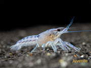 Electric Blue Crayfish (Procambarus alleni)- Tank-Bred!
