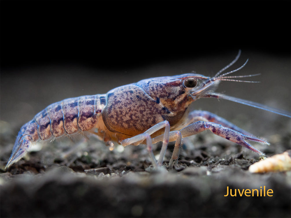 Electric Blue Crayfish (Procambarus alleni)- Tank-Bred!