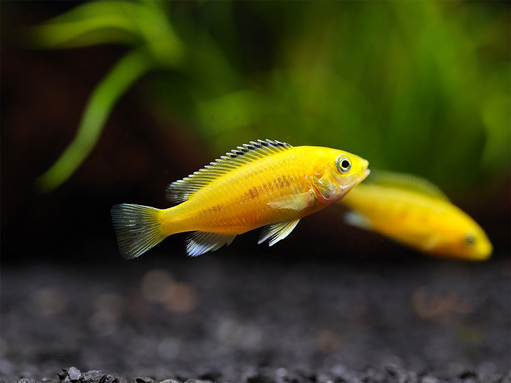 Electric Yellow Cichlid (Labidochromis caeruleus) – Tank-Bred Fish (Tank Bred)