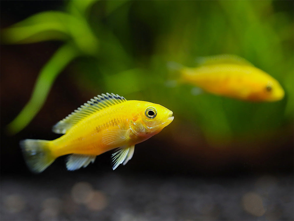 Electric Yellow Cichlid (Labidochromis caeruleus) – Tank-Bred