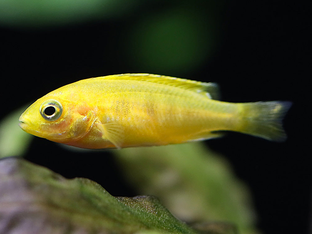 Electric Yellow Cichlid (Labidochromis caeruleus) – Tank-Bred
