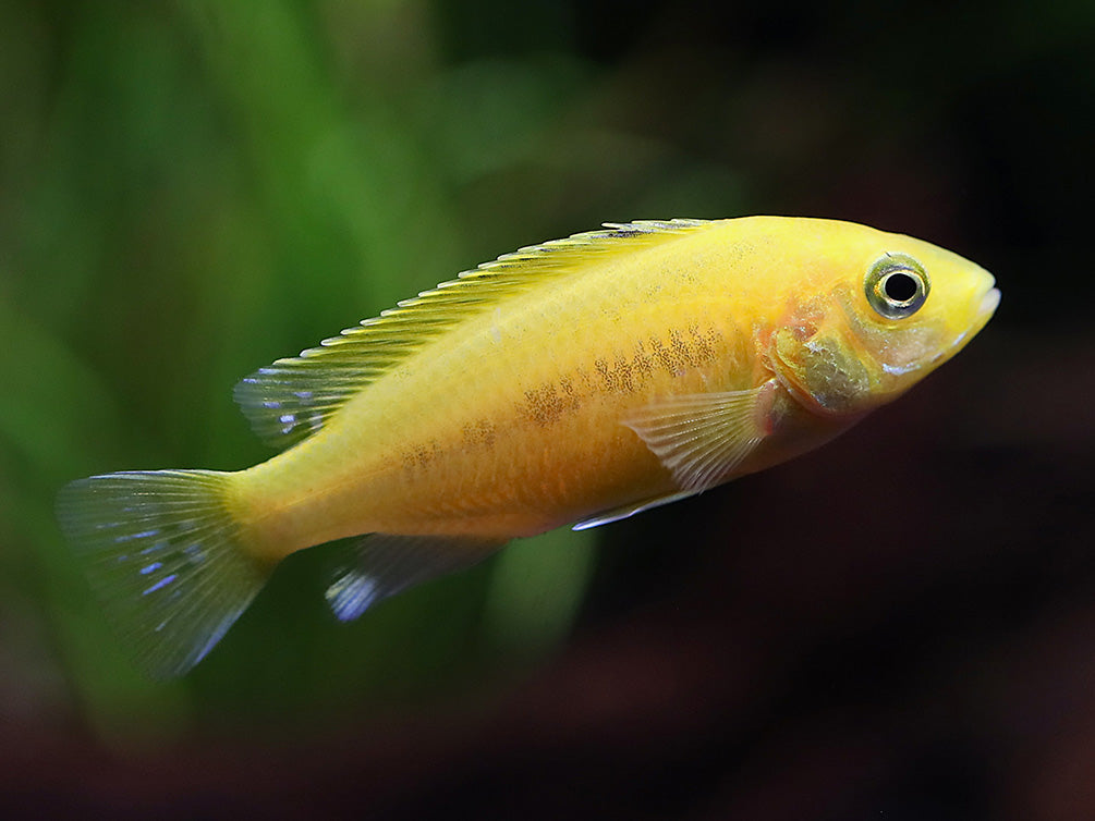 Electric Yellow Cichlid (Labidochromis caeruleus) – Tank-Bred