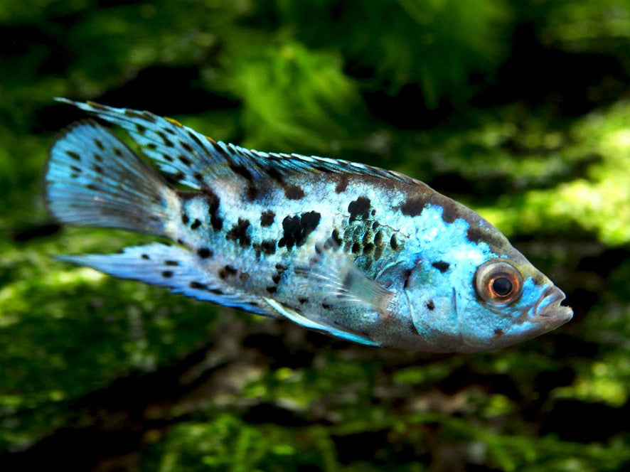 Electric Blue AKA Powder Blue Jack Dempsey Cichlid (Rocio octofasciata "Electric Blue"), Tank-Bred