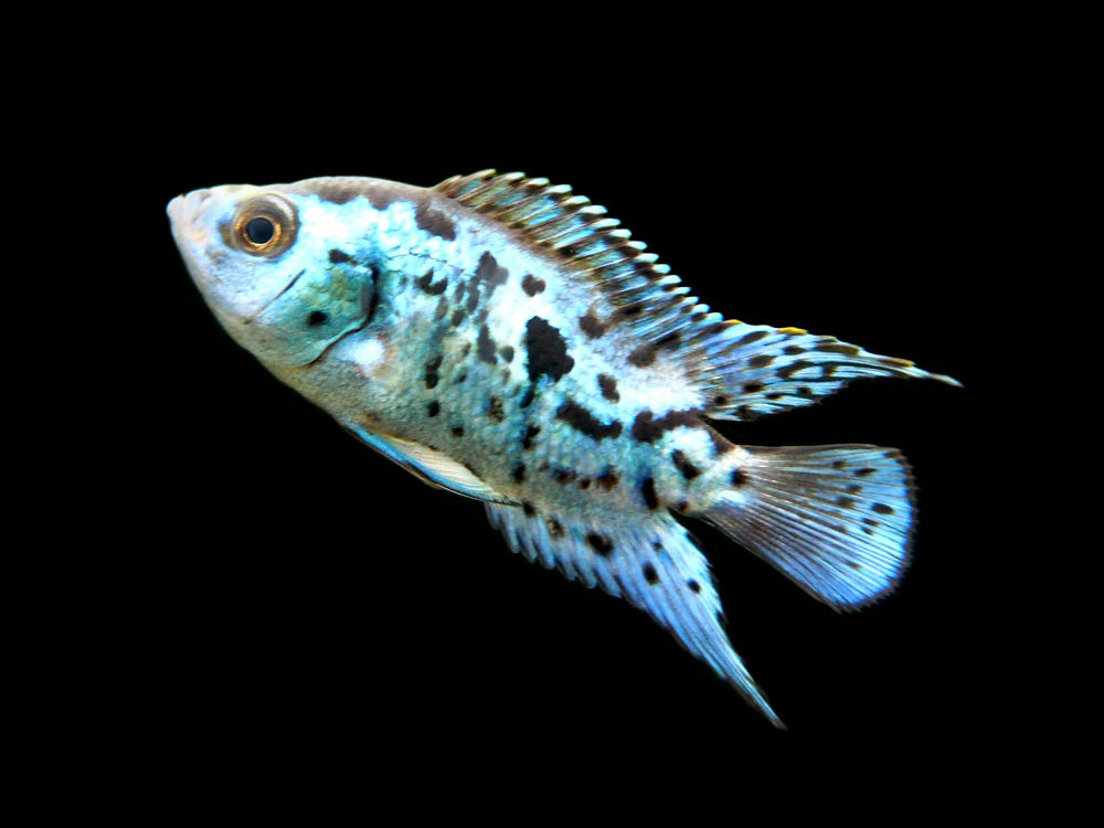 Electric Blue AKA Powder Blue Jack Dempsey Cichlid (Rocio octofasciata "Electric Blue"), Tank-Bred