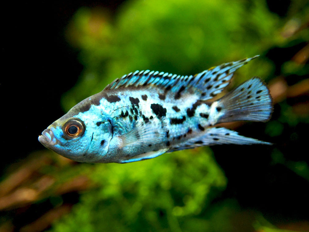 Electric Blue AKA Powder Blue Jack Dempsey Cichlid (Rocio octofasciata "Electric Blue"), Tank-Bred