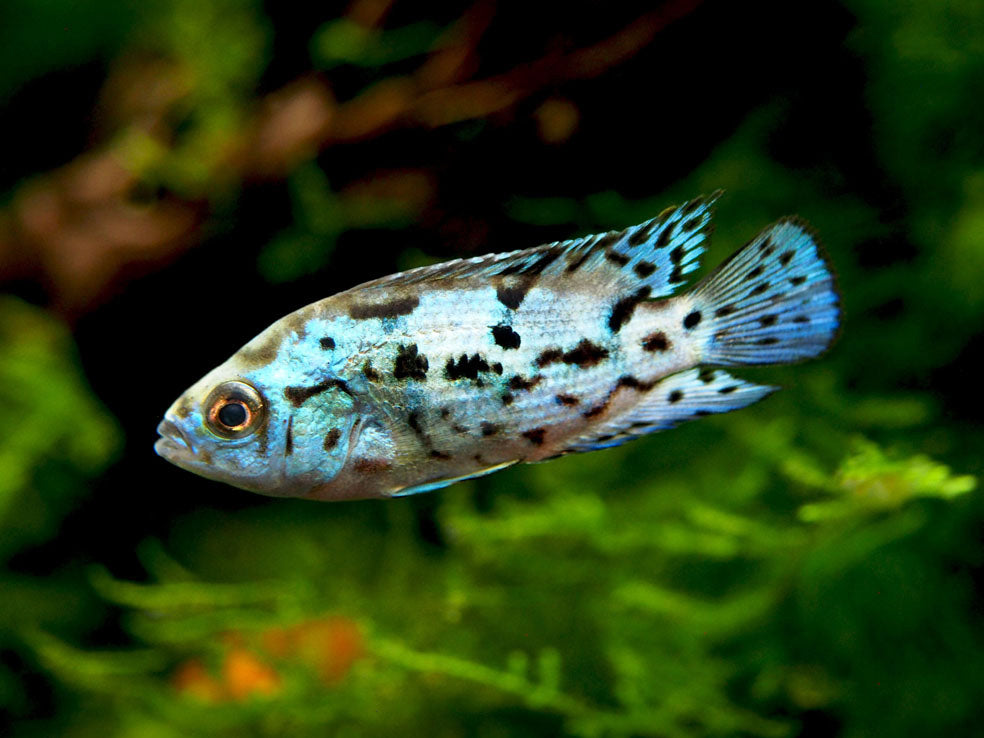 Electric Blue AKA Powder Blue Jack Dempsey Cichlid (Rocio octofasciata "Electric Blue"), Tank-Bred