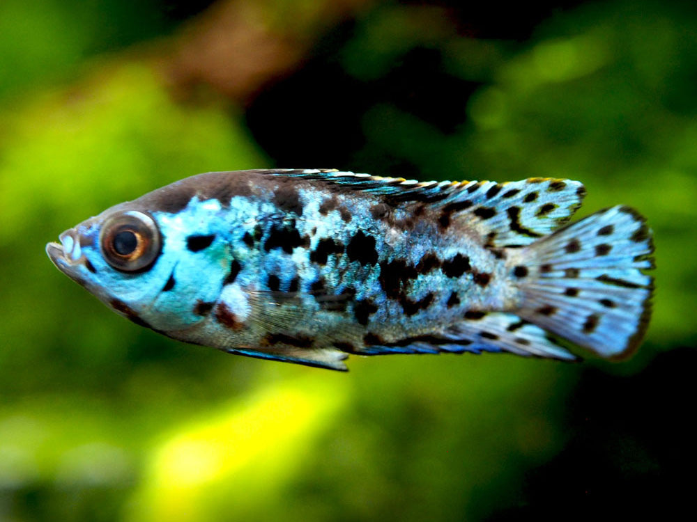 Electric Blue AKA Powder Blue Jack Dempsey Cichlid (Rocio octofasciata "Electric Blue"), Tank-Bred