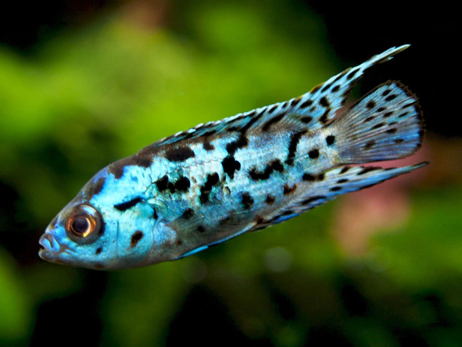 Electric Blue AKA Powder Blue Jack Dempsey Cichlid (Rocio octofasciata "Electric Blue"), Tank-Bred