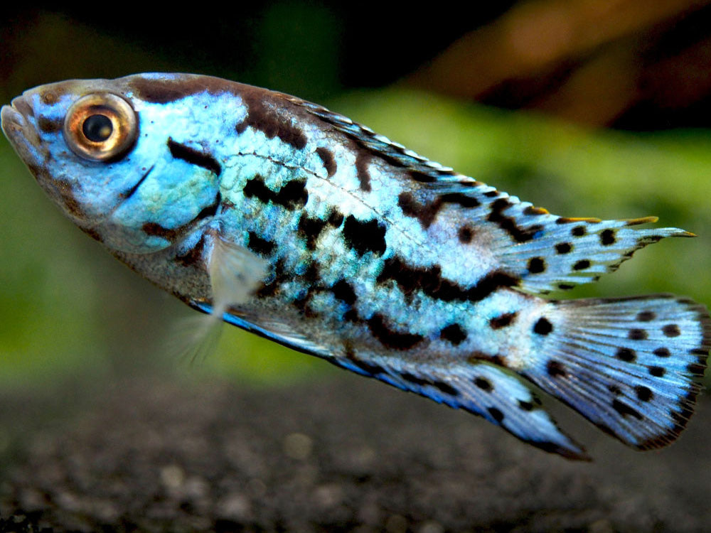 Electric Blue AKA Powder Blue Jack Dempsey Cichlid (Rocio octofasciata "Electric Blue"), Tank-Bred