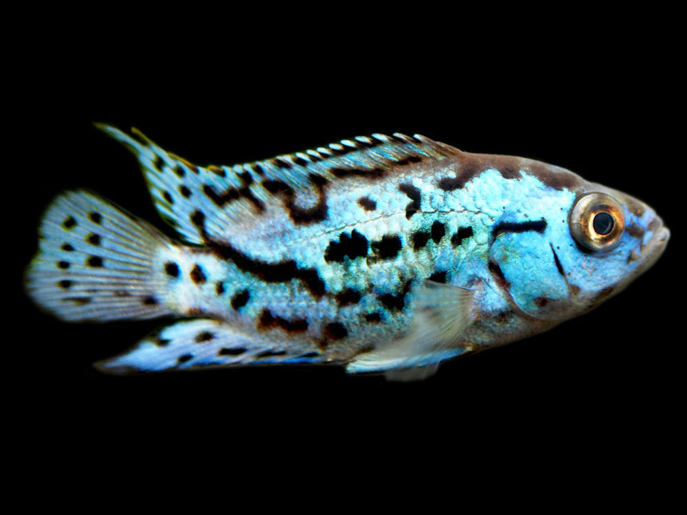 Electric Blue AKA Powder Blue Jack Dempsey Cichlid (Rocio octofasciata "Electric Blue"), Tank-Bred
