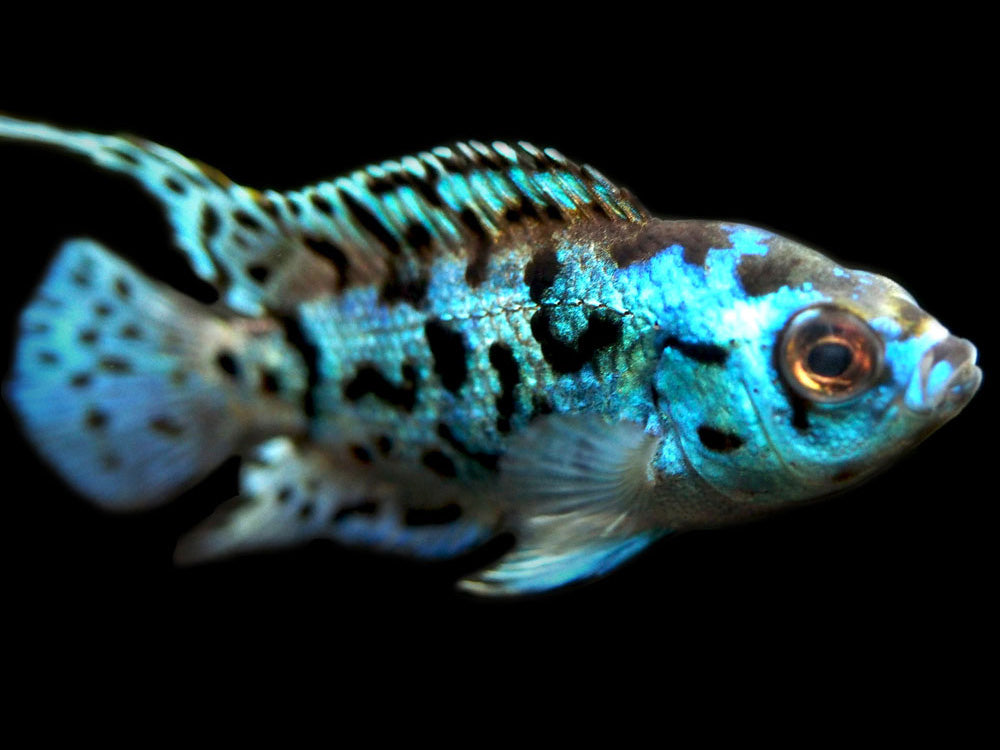 Electric Blue AKA Powder Blue Jack Dempsey Cichlid (Rocio octofasciata "Electric Blue"), Tank-Bred