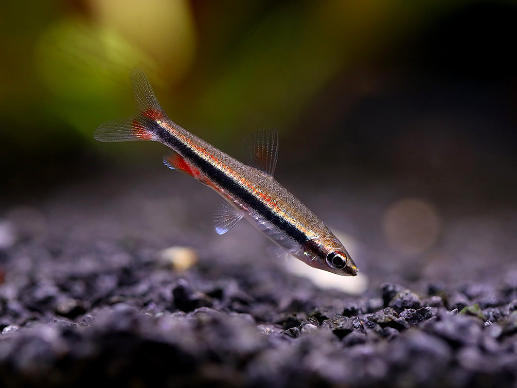 Elegant Pencilfish (Nannostomus limatus)