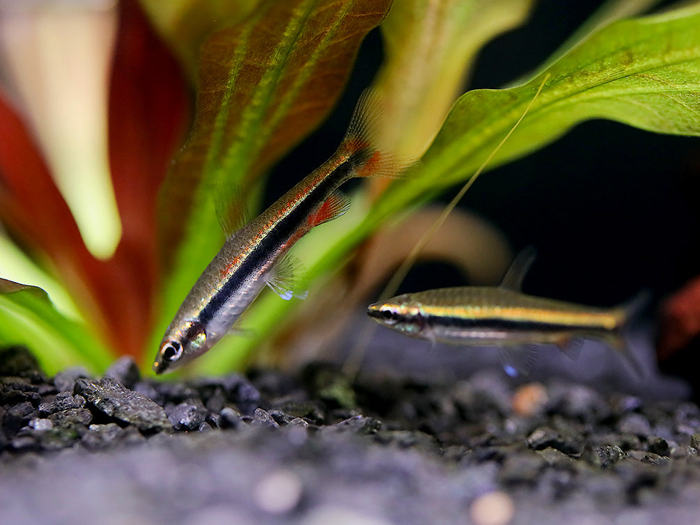 Elegant Pencilfish (Nannostomus limatus)