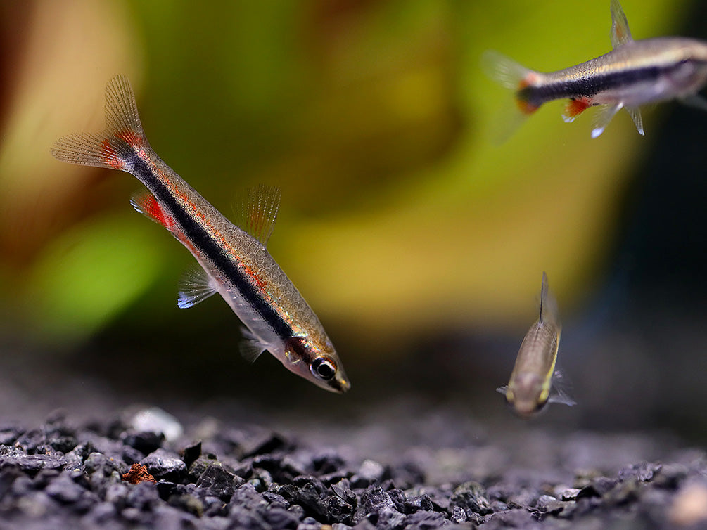 Elegant Pencilfish (Nannostomus limatus)