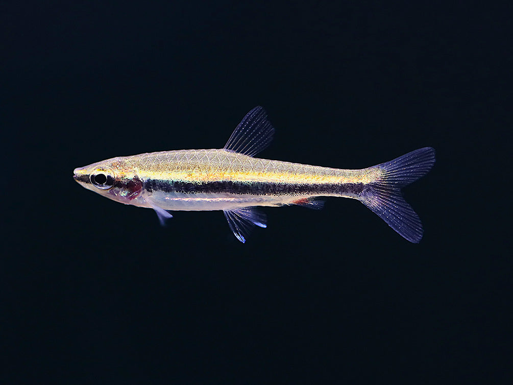 Elegant Pencilfish (Nannostomus limatus)