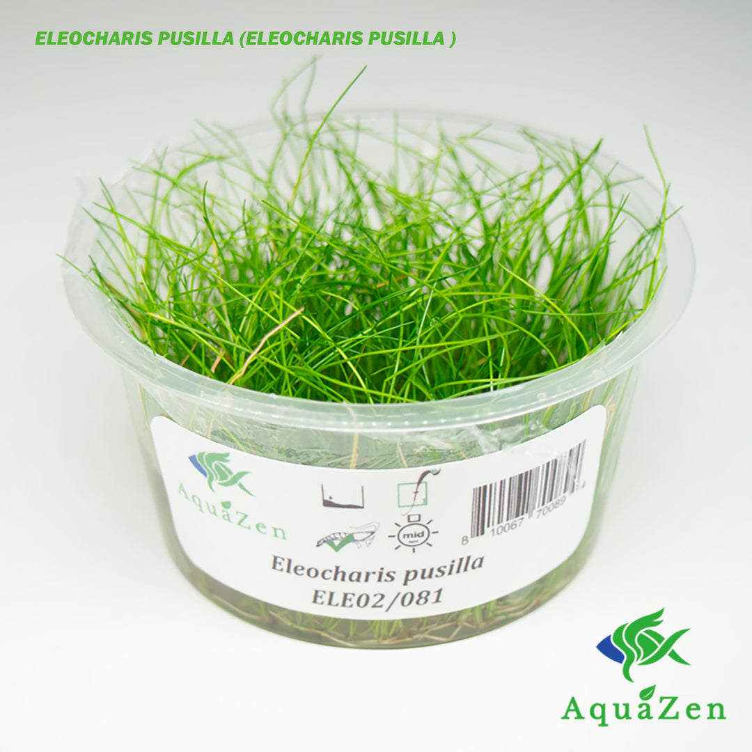 Eleocharis Pusilla (Eleocharis Pusilla ) Tissue Culture