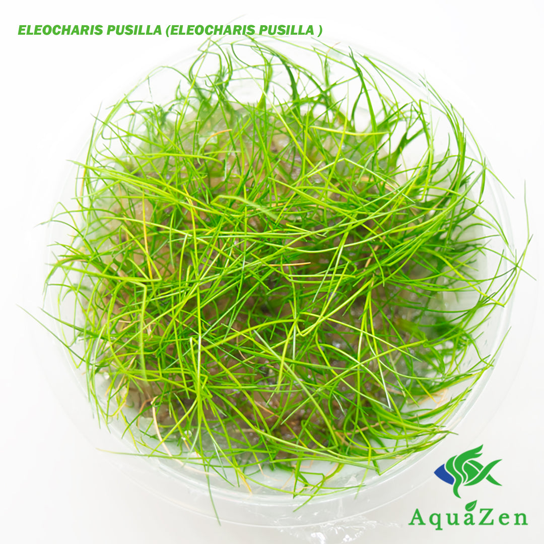 Eleocharis Pusilla (Eleocharis Pusilla ) Tissue Culture