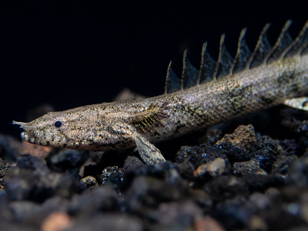 Saddled Bichir (polypterus endlicheri)  - Tank-Bred!