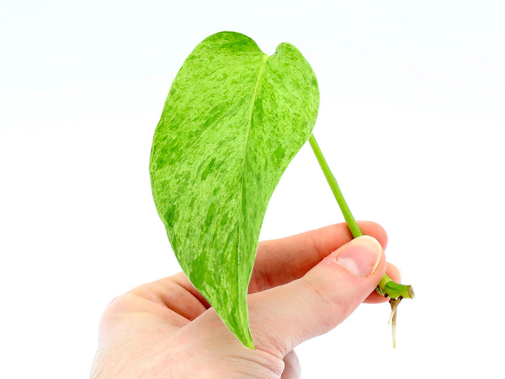 marble queen pothos cutting Epipremnum aureum 'Marble Queen' Pothos – Node/Leaf Cutting – Aquatic Arts