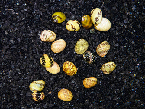 Red Lip Nerite Snail (Neritina violacea) - Aquatic Arts