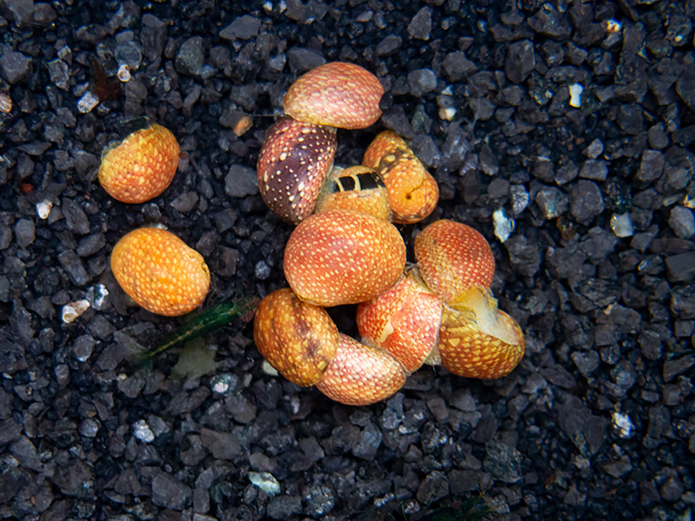 Pink Lady Nerite Snail - (Clithon sowerianum- "Pink Lady")