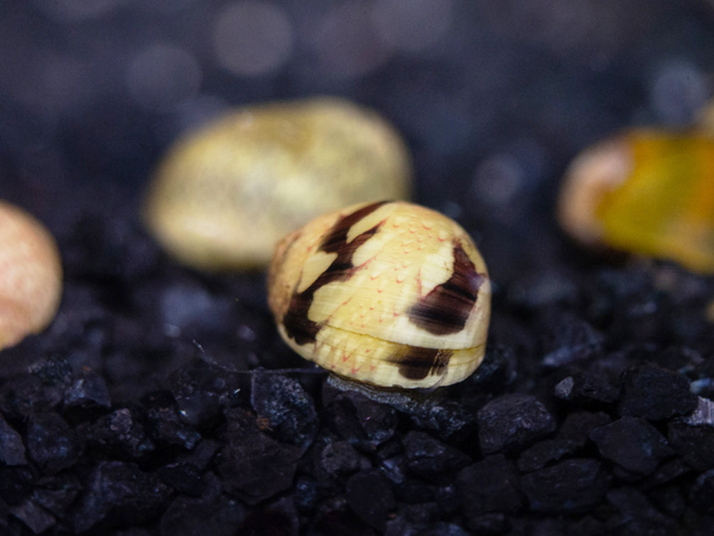 Fancy Antler Snail - (Clithon sowerianum)