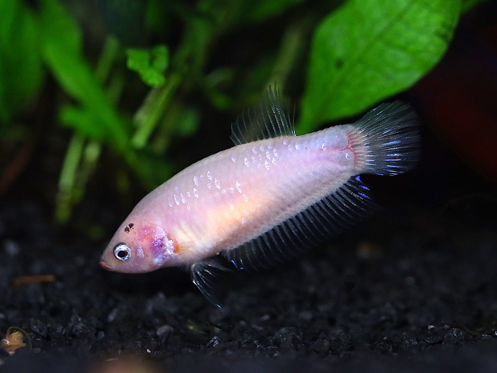 Female Betta (Betta splendens), Tank-Bred