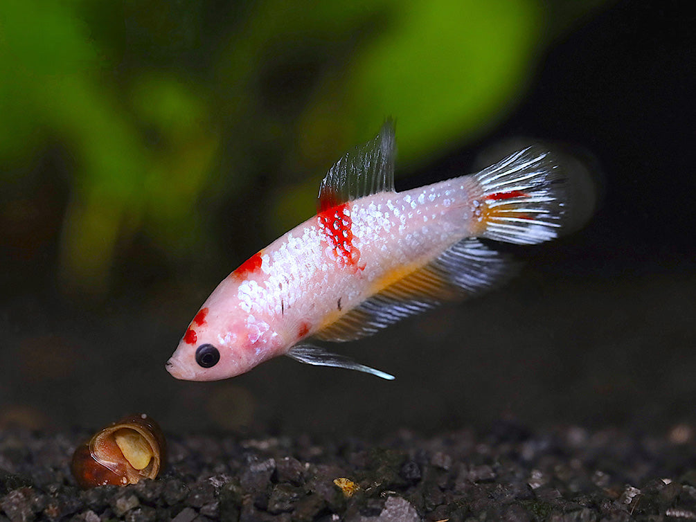 Female Betta (Betta splendens), Tank-Bred