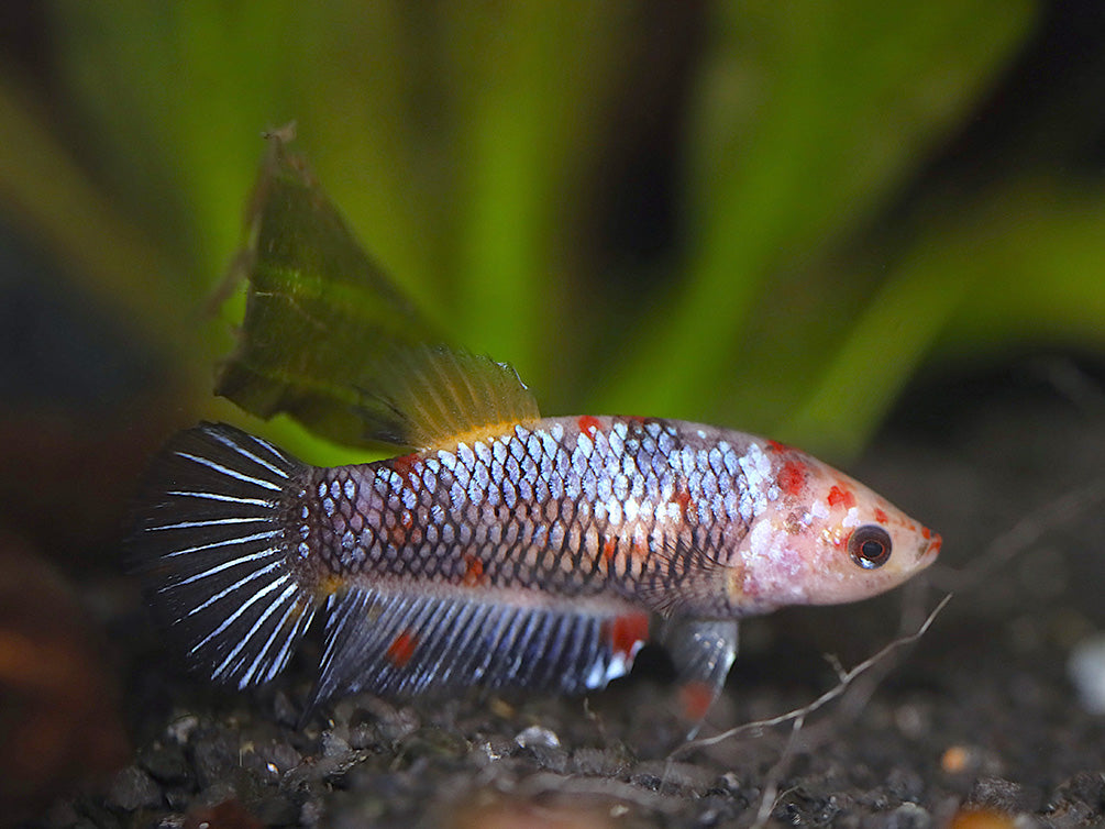 Female Betta (Betta splendens), Tank-Bred