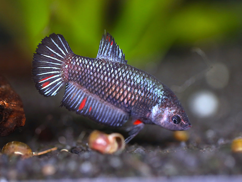 Female Betta (Betta splendens), Tank-Bred