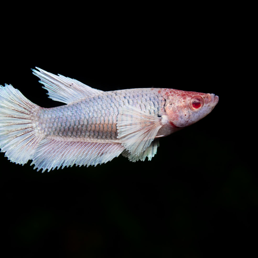 Deluxe Female Halfmoon Dumbo Betta (Betta splendens) - Tank-Bred!