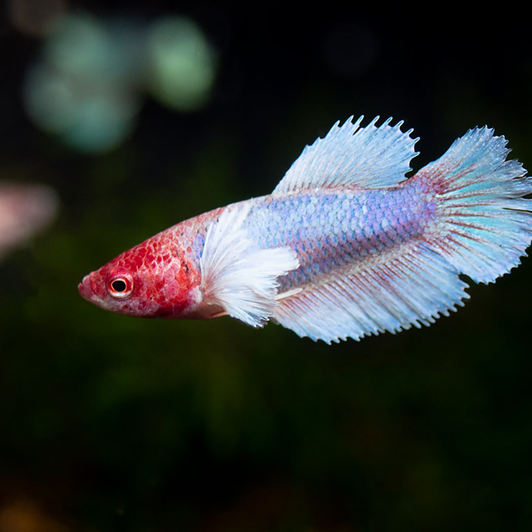 Deluxe Female Halfmoon Dumbo Betta (Betta splendens) - Tank-Bred!