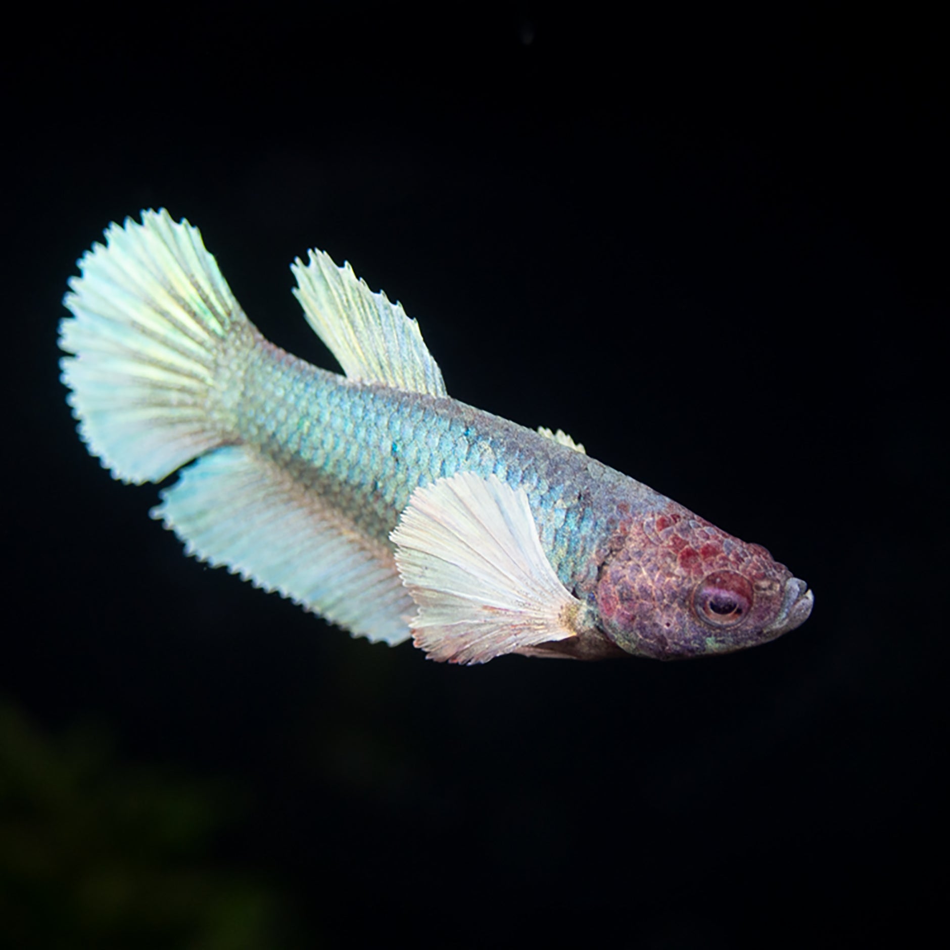 Dumbo fashion betta female