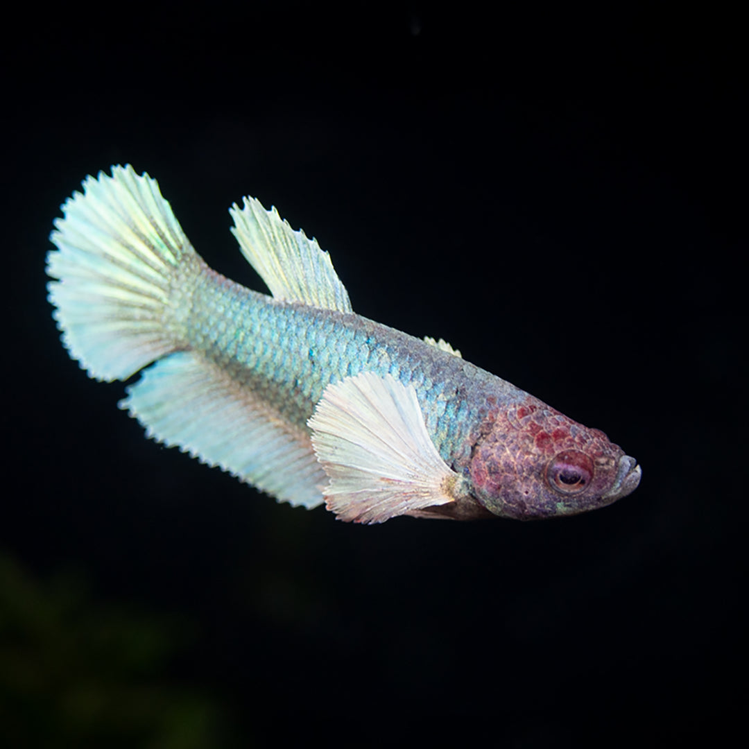 Deluxe Female Halfmoon Dumbo Betta (Betta splendens) - Tank-Bred!