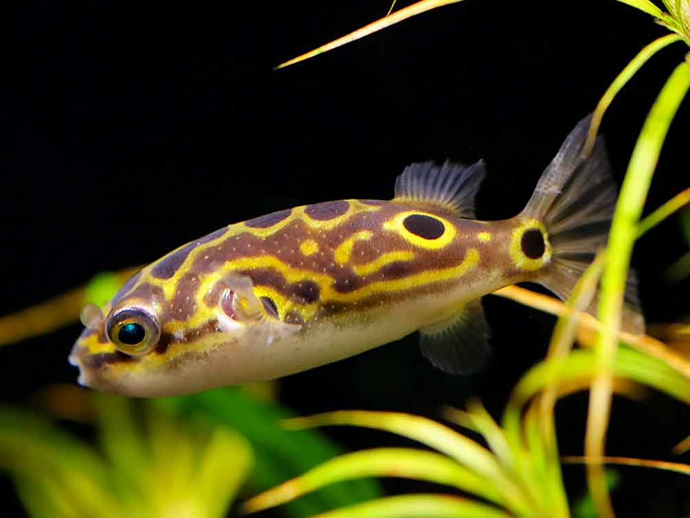 Figure 8 Puffer (Dichotomyctere ocellatus)