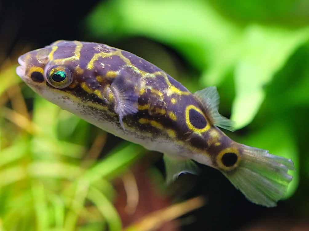 Figure 8 Puffer (Dichotomyctere ocellatus)
