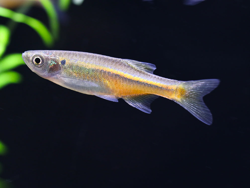 Fireline Danio (Devario sondhii)