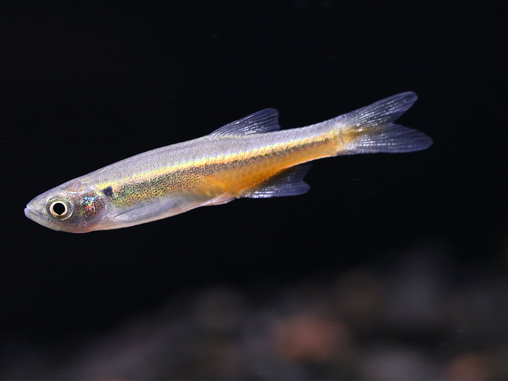 Fireline Danio (Devario sondhii)