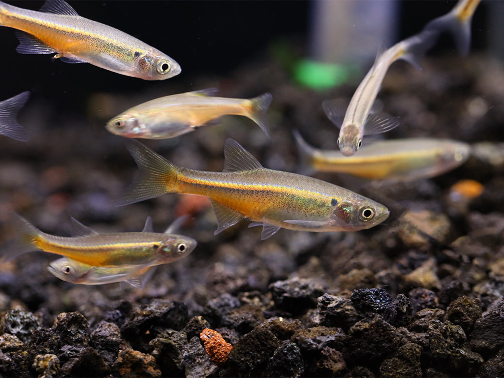 Fireline Danio (Devario sondhii)