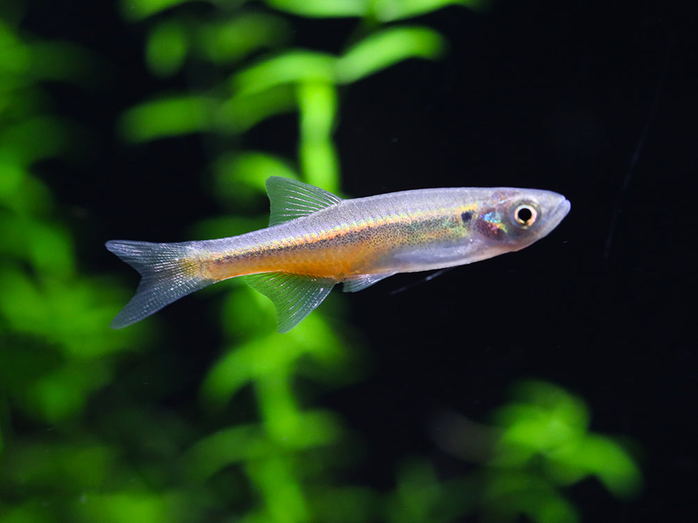 Fireline Danio (Devario sondhii)