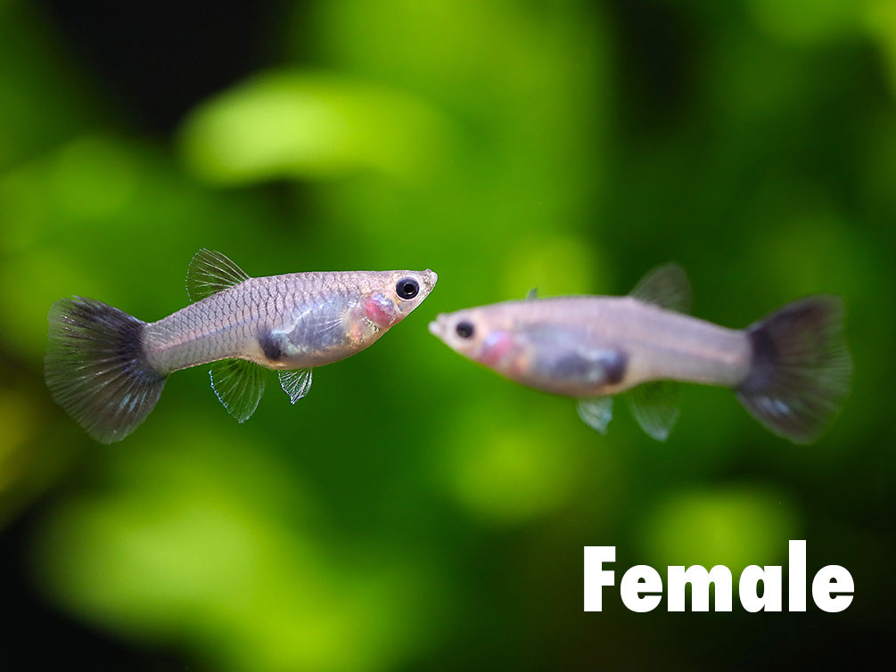 Galaxy Blue Tail Guppy (Poecilia reticulata) - Tank Bred