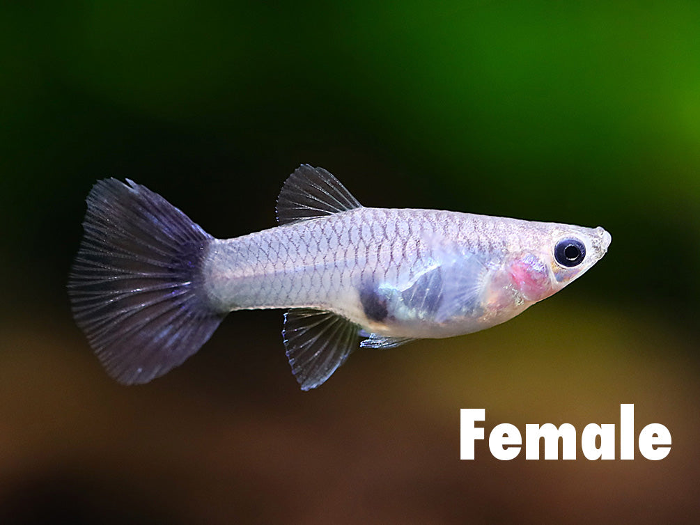 Galaxy Blue Tail Guppy (Poecilia reticulata) - Tank Bred