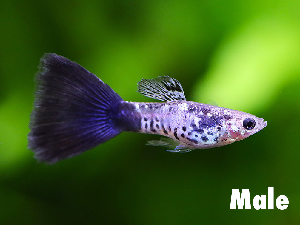 Galaxy Blue Tail Guppy (Poecilia reticulata) - Tank Bred