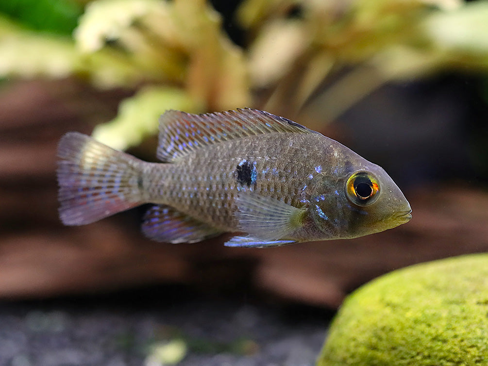 Pearl Cichlid (Geophagus brasiliensis) – Tank Bred